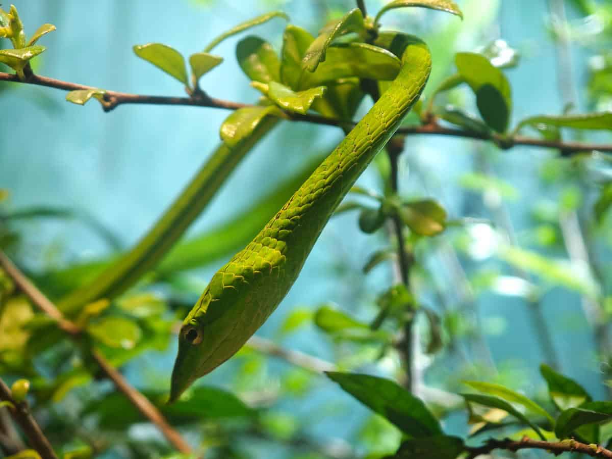 Angkor Wildlife - Oxybelis Fulgidus