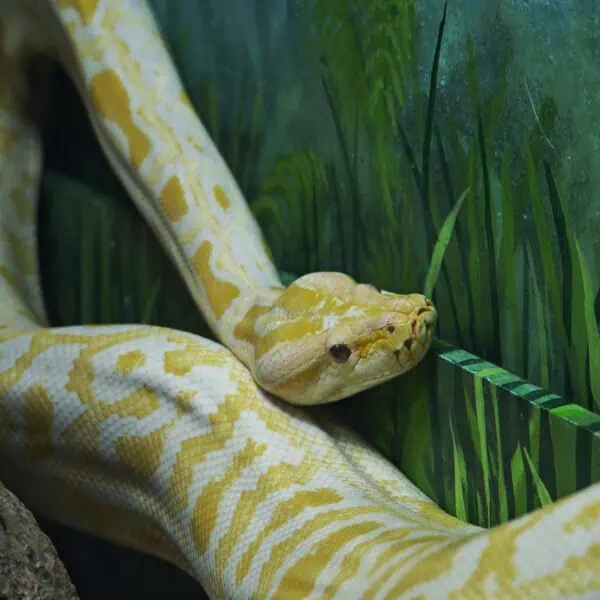 Angkor Wildlife - Python