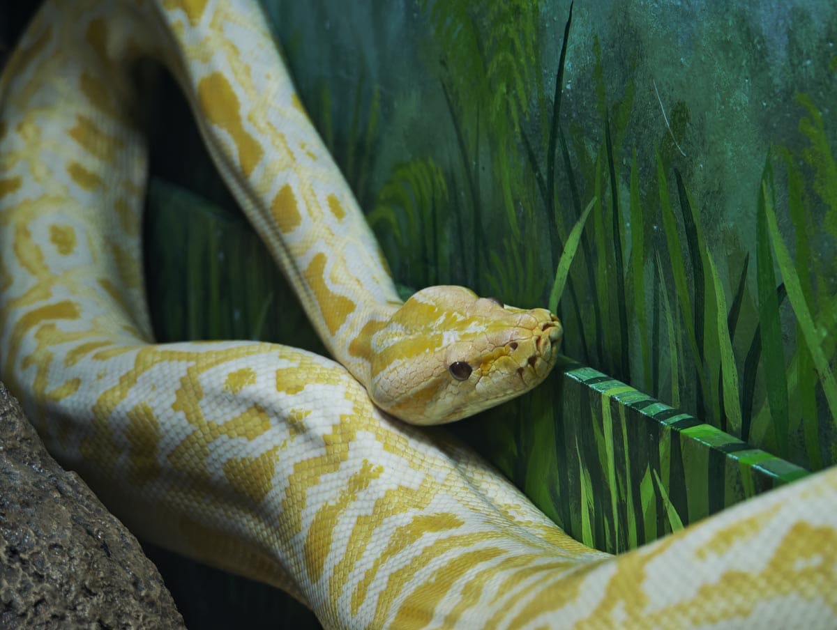 Angkor Wildlife - Python
