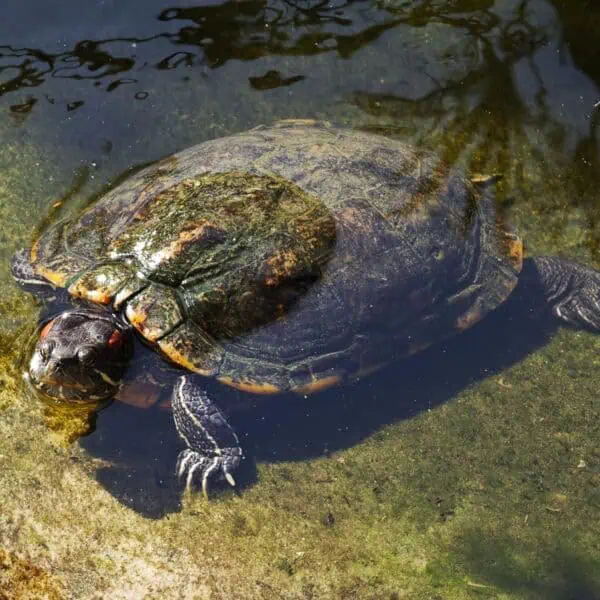 Angkor Wildlife - Red Eared Slider