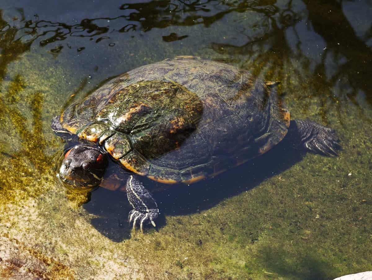 Angkor Wildlife - Red Eared Slider