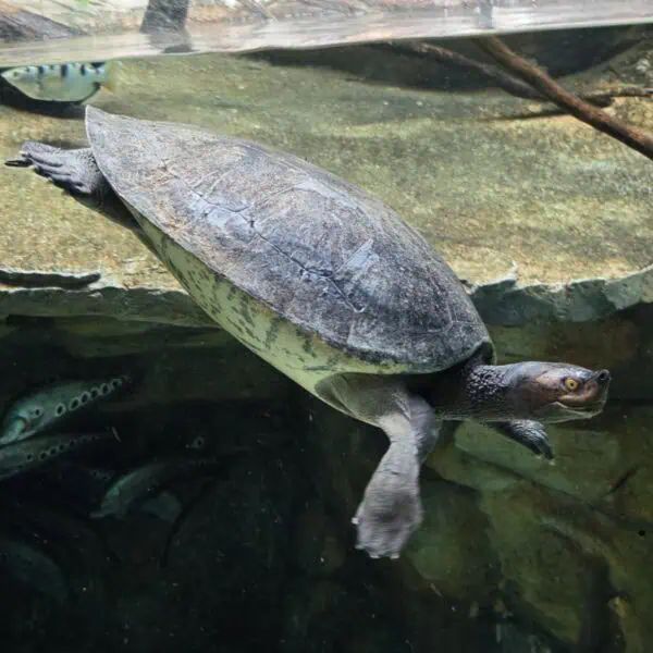 Angkor Wildlife – Royal Terrapin Angkor Wildlife - Royal Terrapin