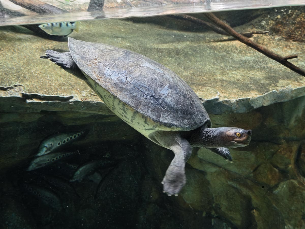 Angkor Wildlife - Royal Terrapin