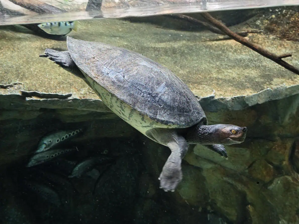 Angkor Wildlife – Royal Terrapin Angkor Wildlife - Royal Terrapin