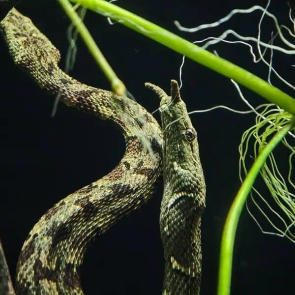 Angkor Wildlife - Tentacled Snake