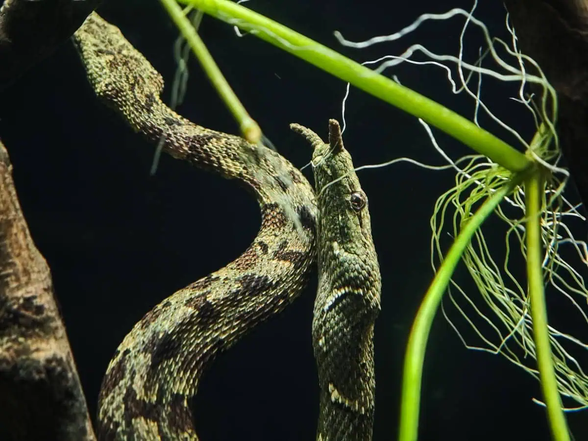 Angkor Wildlife – Tentacled Snake Angkor Wildlife - Tentacled Snake