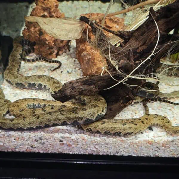 Angkor Wildlife - Tonle Sap Watersnake