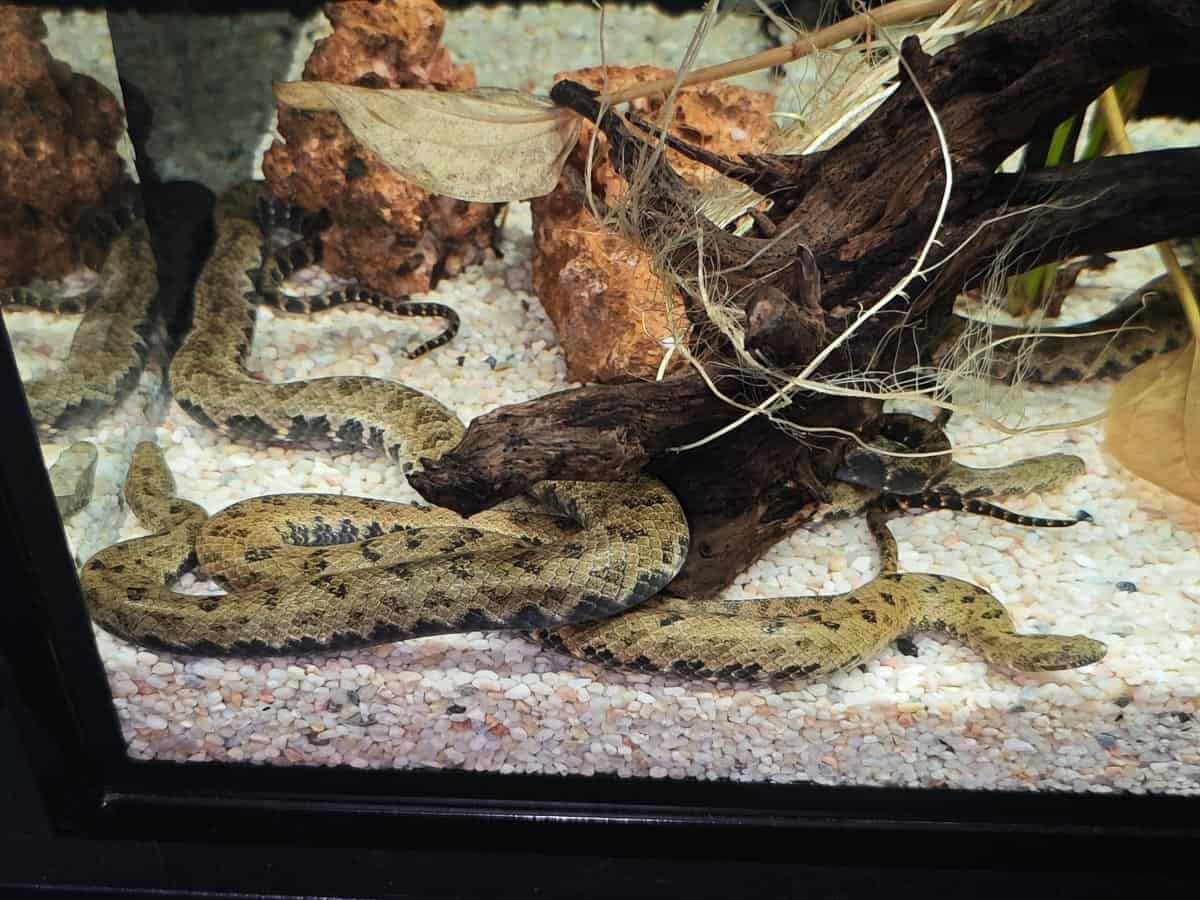 Angkor Wildlife - Tonle Sap Watersnake