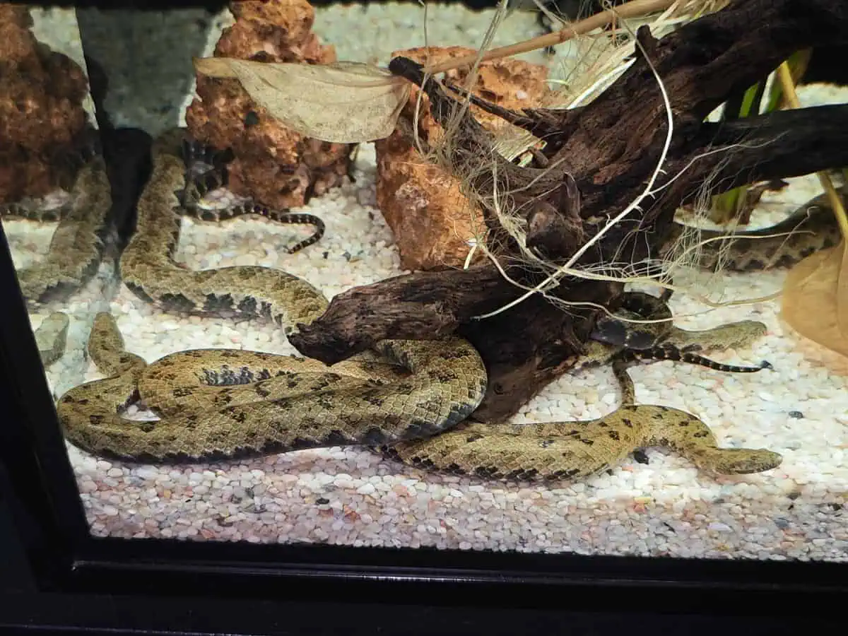 Angkor Wildlife – Tonle Sap Watersnake Angkor Wildlife - Tonle Sap Watersnake
