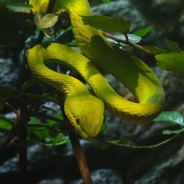 Angkor Wildlife - White-lipped Tree Viper