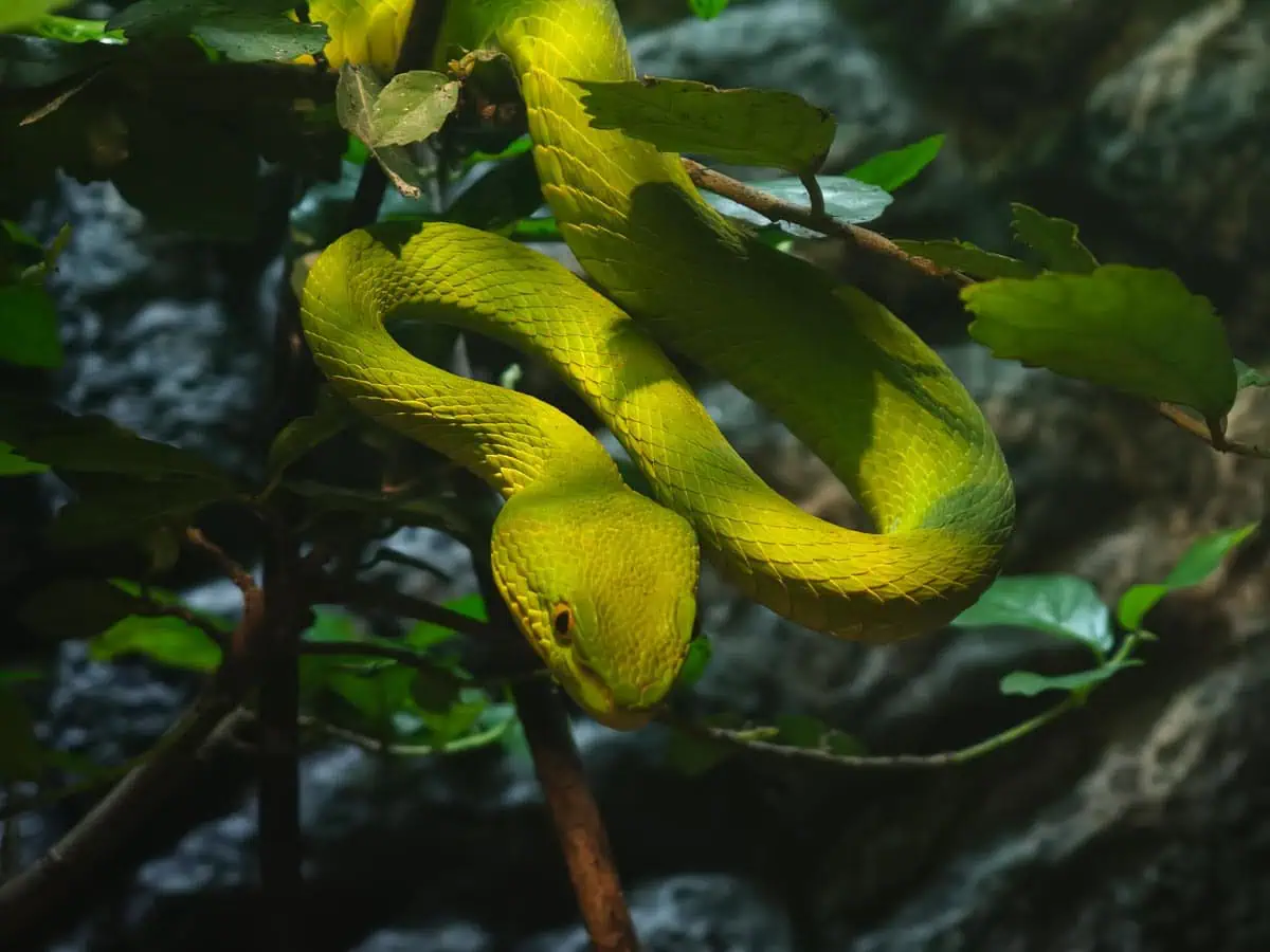 Angkor Wildlife – White-lipped Tree Viper Angkor Wildlife - White-lipped Tree Viper
