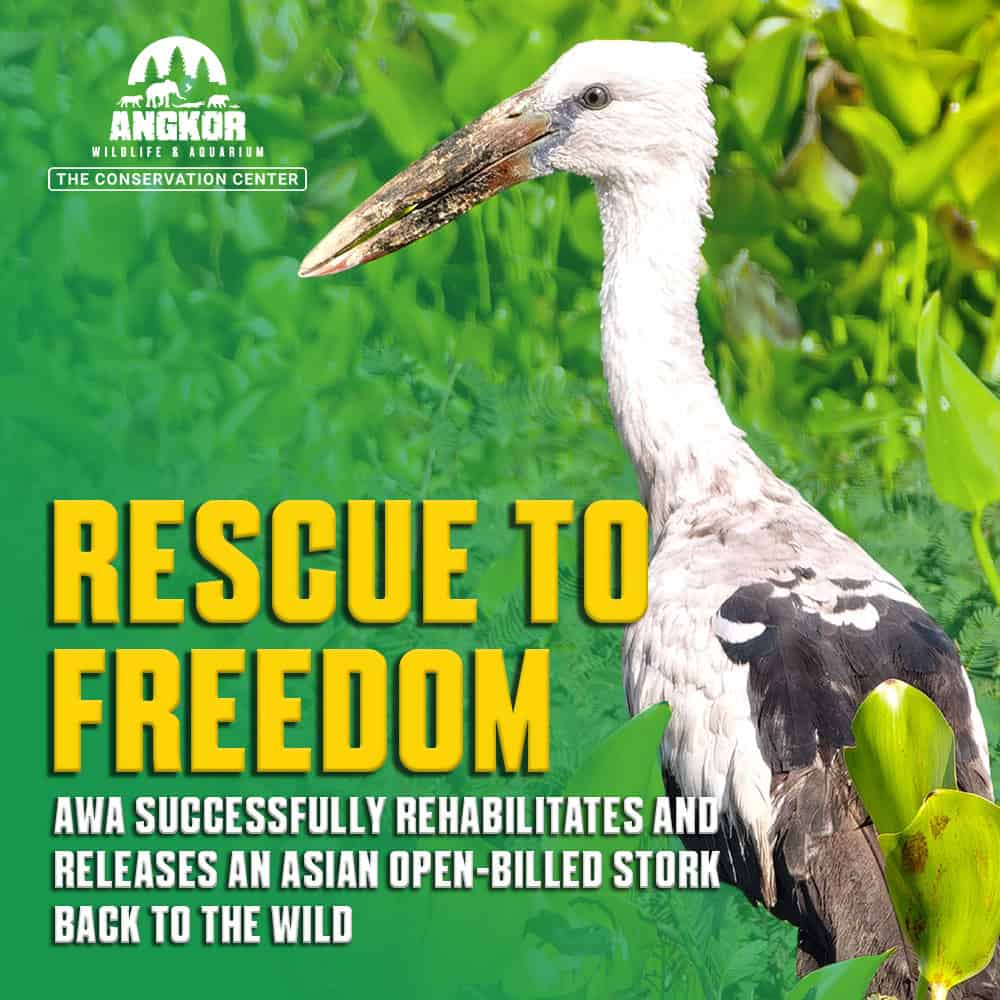 Asian Open-billed Stork returning to nature after rehabilitation.