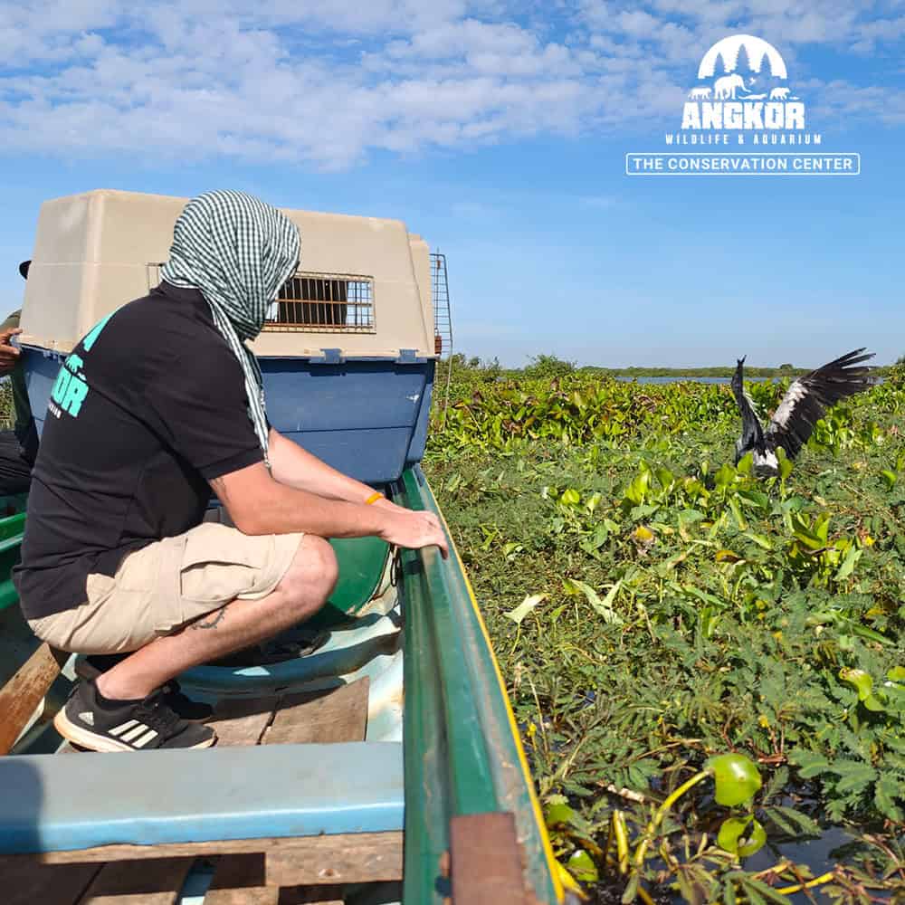 Asian Open-billed Stork being released into the wild after rescue efforts.